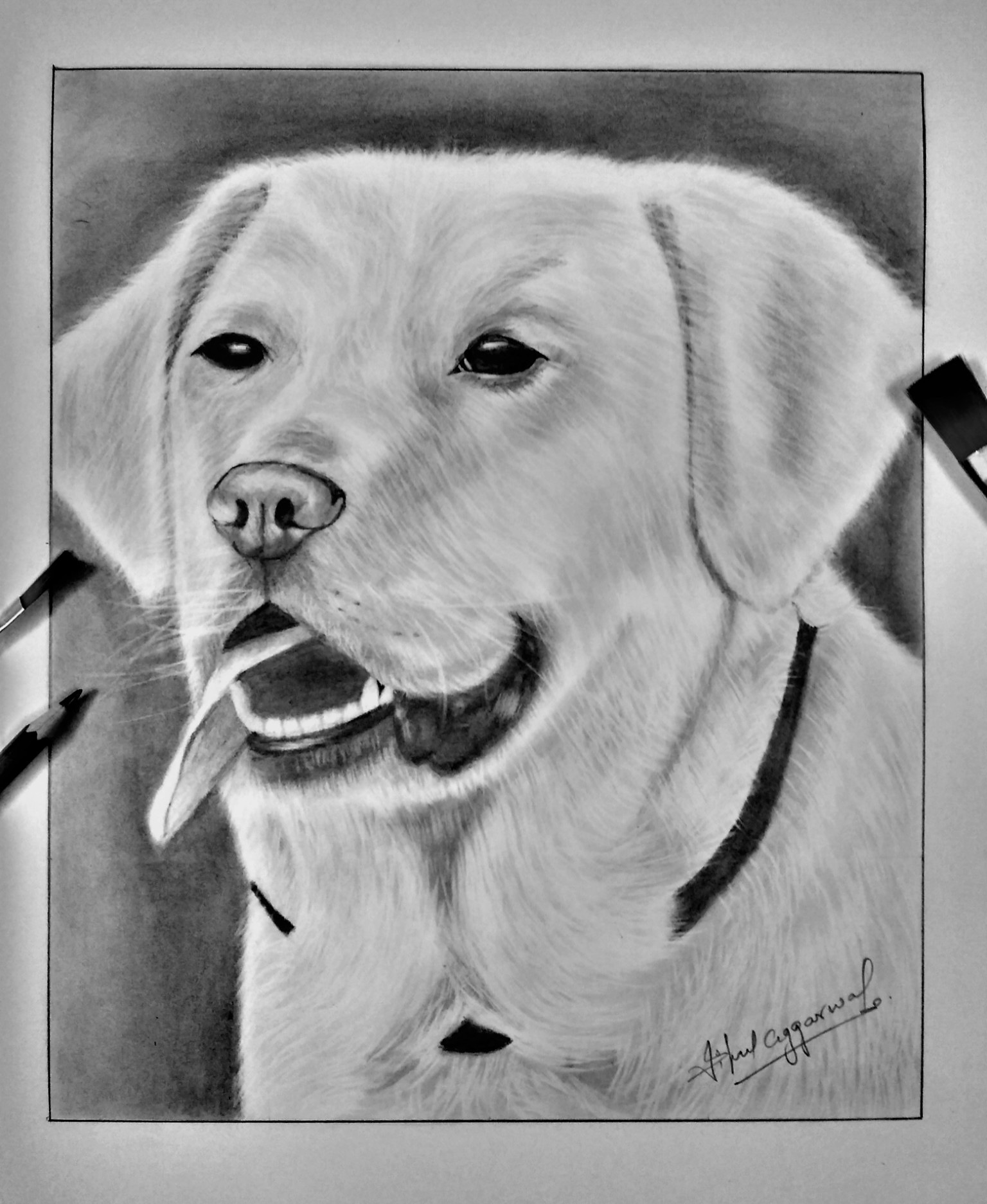 Dog